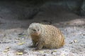 Banded Mongoose