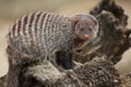 Banded Mongoose Royalty Free Stock Photo