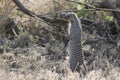 Banded mongoose in the African savannah near shrubs