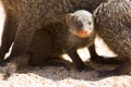 Banded mongoose baby hides under mother for protection Royalty Free Stock Photo