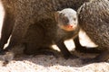 Banded mongoose baby hides under mother for protection