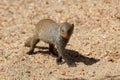 Banded mongoose baby walk alone over sand Royalty Free Stock Photo