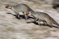 Banded Mongoose - Botswana Royalty Free Stock Photo