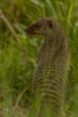 Banded Mongoose Royalty Free Stock Photo