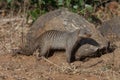 Banded Mongoose - Chobe National Park - Botswana Royalty Free Stock Photo