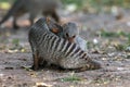 Banded mongoose - Couple during hygiene Royalty Free Stock Photo