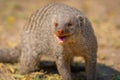 Banded mongoose in the Etosha National Park in Namibia, Africa. Royalty Free Stock Photo