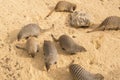 Banded mongoose family, Mungos mungo Royalty Free Stock Photo