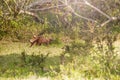 Banded Mongoose family photo in the wild nature Royalty Free Stock Photo