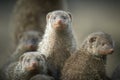 Banded mongoose Royalty Free Stock Photo