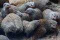 Banded Mongoose (Mungos mungo)