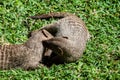 Banded Mongoose -Mungos mungo- being caring an playful Royalty Free Stock Photo