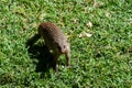 Banded Mongoose -Mungos mungo- being caring an playful Royalty Free Stock Photo