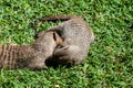 Banded Mongoose -Mungos mungo- being caring an playful Royalty Free Stock Photo
