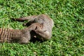 Banded Mongoose -Mungos mungo- being caring an playful Royalty Free Stock Photo