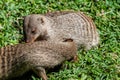 Banded Mongoose -Mungos mungo- being caring an playful Royalty Free Stock Photo