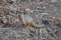 Banded Mongoose (Mungos mungo) Royalty Free Stock Photo