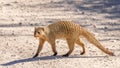 A banded mongoose (Mungos mungo) on the road, Etosha National Park, Namibia. Royalty Free Stock Photo