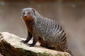 Banded mongoose Royalty Free Stock Photo