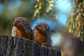 Banded mongoose, Mungos mungo, sitting tree trunk green vegetation. Wildlife from Africa. Cute mammal with long tail, Okavango