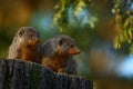 Banded mongoose, Mungos mungo, sitting tree trunk green vegetation. Wildlife from Africa. Cute mammal with long tail, Okavango