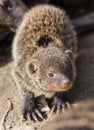 Banded mongoose mungos mungo turning its head and looking backwards Royalty Free Stock Photo