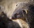 Banded mongoose mungos mungo turning its head and looking backwards Royalty Free Stock Photo