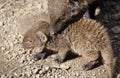 Banded mongoose mungos mungo turning its head and looking backwards Royalty Free Stock Photo