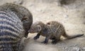 Banded mongoose mungos mungo turning its head and looking backwards Royalty Free Stock Photo