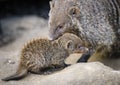 Banded mongoose mungos mungo turning its head and looking backwards Royalty Free Stock Photo