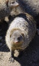 Banded mongoose mungos mungo turning its head and looking backwards Royalty Free Stock Photo