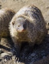 Banded mongoose mungos mungo turning its head and looking backwards Royalty Free Stock Photo