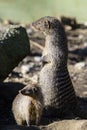 Banded mongoose mungos mungo turning its head and looking backwards Royalty Free Stock Photo