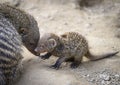 Banded mongoose mungos mungo turning its head and looking backwards Royalty Free Stock Photo