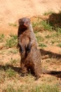 Banded mongoose, Mungos mungo, are very curious