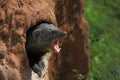 Banded mongoose