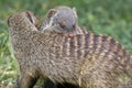 Banded Mongoose playing by biting the back of his brother.