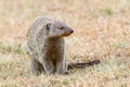 Banded Mongoose Portrait Royalty Free Stock Photo