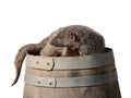 Banded mongoose sitting on a barrel isolated