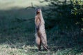 Banded Mongoose Standing On Hind Legs