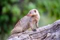 Banded mongoose standing on a log Royalty Free Stock Photo