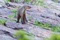 Banded Mongoose Standing On Rugged Rock