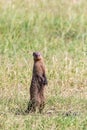 Banded mongoose standing up and watching