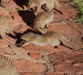 Banded Mongoose stretching