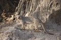 Banded Mongoose stopped to look at us on Safari