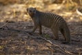 Banded Mongoose stopped to look at us on Safari