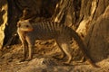 Banded Mongoose stopped to look at us on Safari