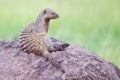Banded Mongoose On Top Of Termite Mound Royalty Free Stock Photo