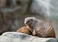 Banded mongoose Royalty Free Stock Photo