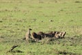 Group of banded mongooses in the african savannah.